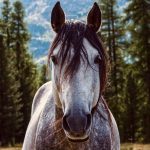 Le cheval cubiste : l'avant-garde équestre décryptée