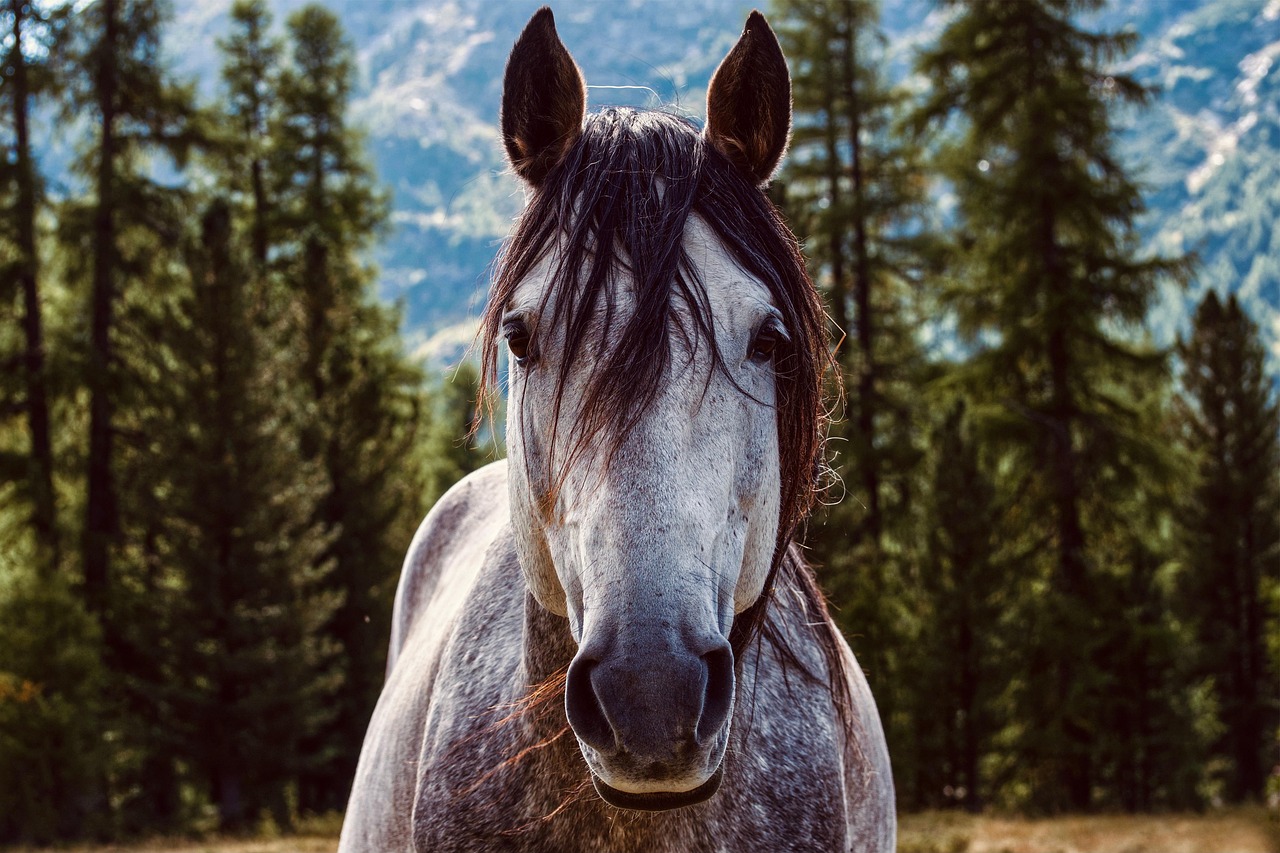 Le cheval cubiste : l&rsquo;avant-garde équestre décryptée