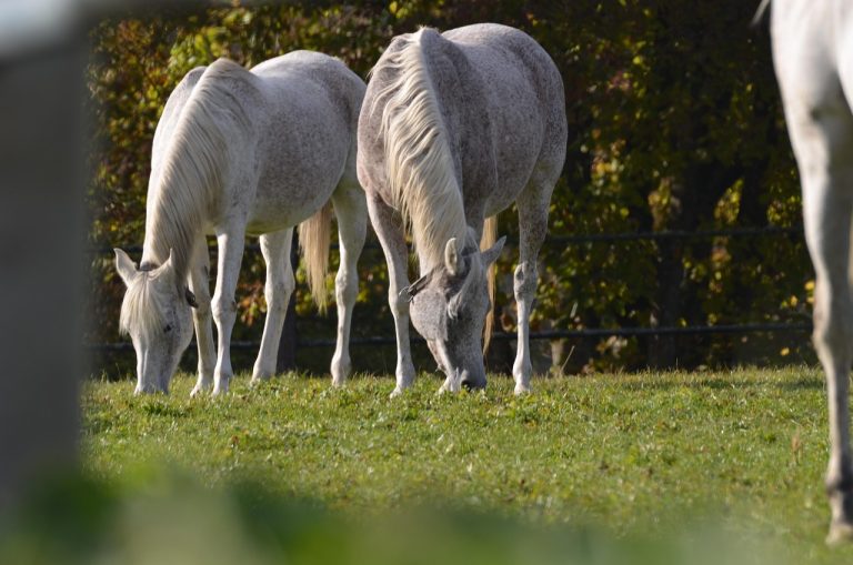 CCI 3* au Haras du Pin en 2026 : l&rsquo;élite du concours complet au rendez-vous