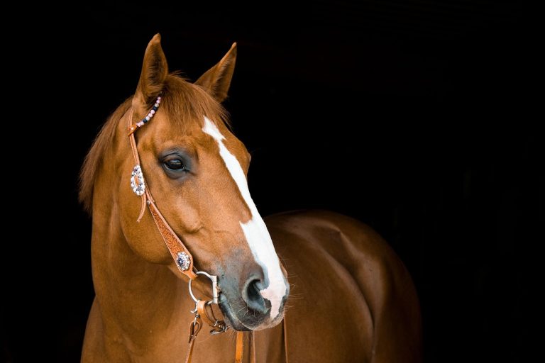 Amateur Gold Tour : Royan accueille la 13e étape