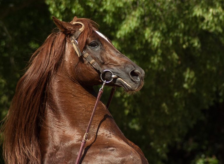 Dressage : les Américaines dominent à Neustadt-Dosse