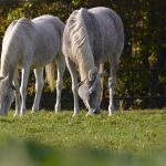 Découverte du Haras de Jardy : Trésor Équestre des Yvelines