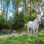 Leuvarde : Thijssen et Farah Z dominent le 1,50m