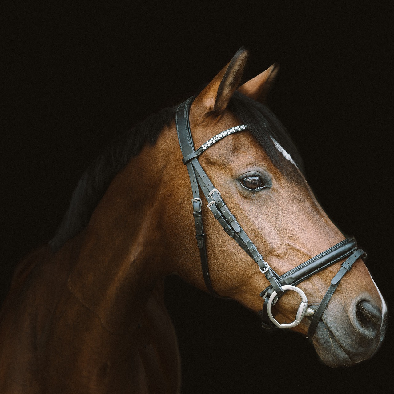 Dressage : Devon Kane domine à Myakka City