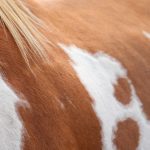 Kronenberg 4*-S : Samran s'impose devant De Liedekerke-Meier