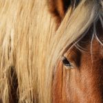 Red Rum, le cheval boiteux du Grand National que son soigneur, vendeur de voitures, faisait courir dans la mer