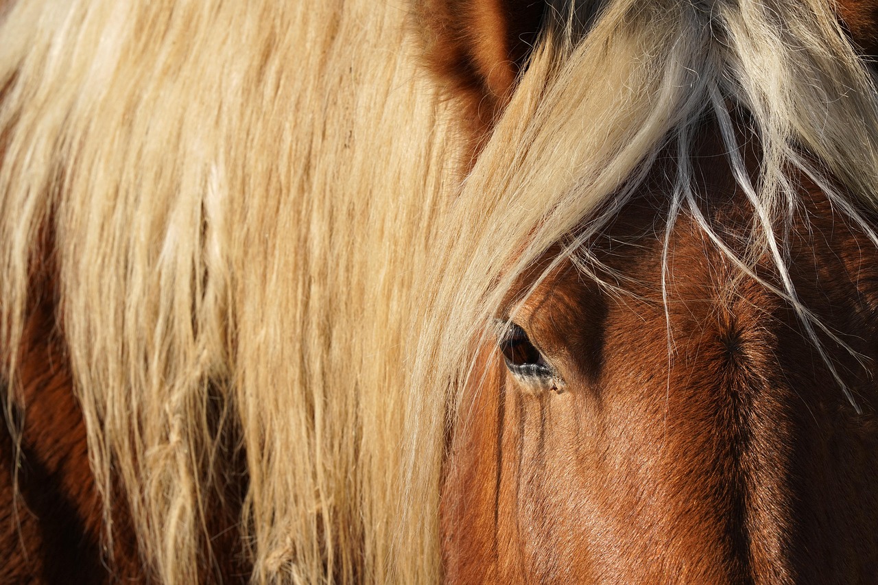 Le cheval de Jesse James précipité d’une falaise de 21 mètres : aux origines de la mention « aucun animal n’a été maltraité »
