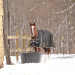 Couvertures pour cheval 2026 : notre comparatif des meilleurs modèles pour protéger votre monture