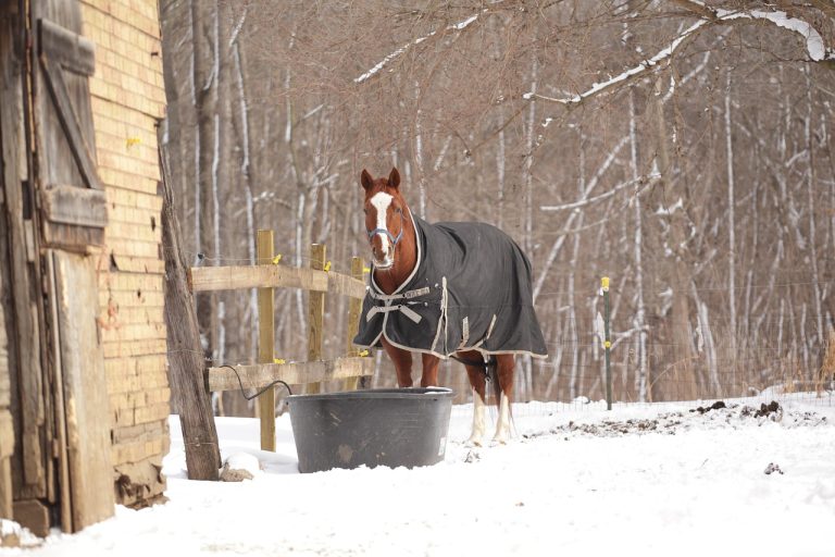 Couvertures pour cheval 2026 : notre comparatif des meilleurs modèles pour protéger votre monture