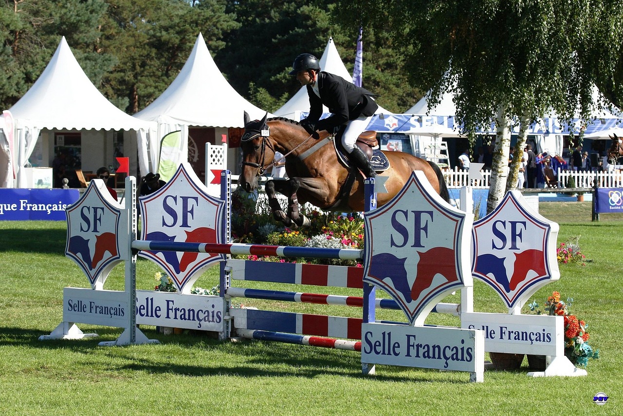 Selle Français lance sa tournée de qualification des jeunes étalons